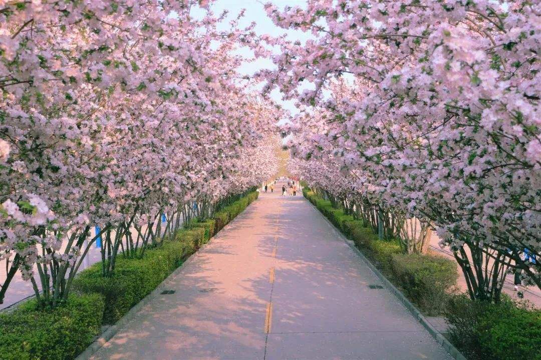 高考763分考上武大，背着瘫痪父亲上学的黄来女，后来怎么样了？