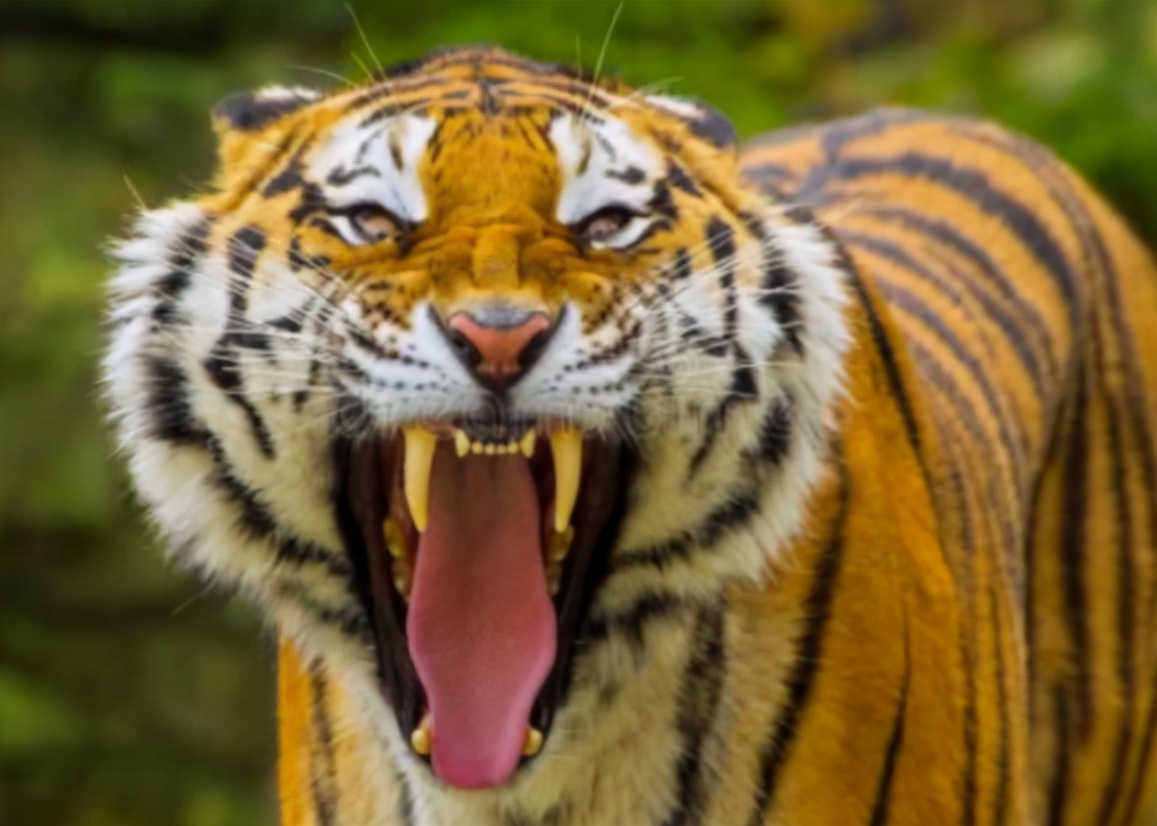 虎头图片霸气图(老虎再饿也有3不吃) - 赤虎壹号