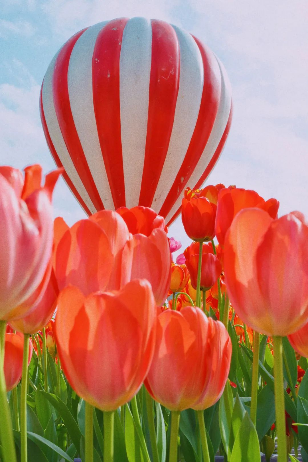 陌上花开春正美，跟着赏花地图“趣”打卡！