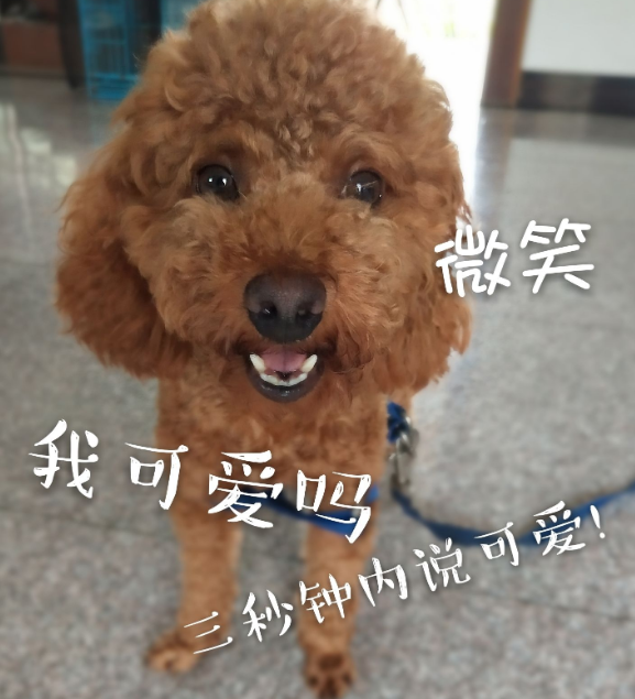 泰迪犬什么颜色最贵？原来是这个色