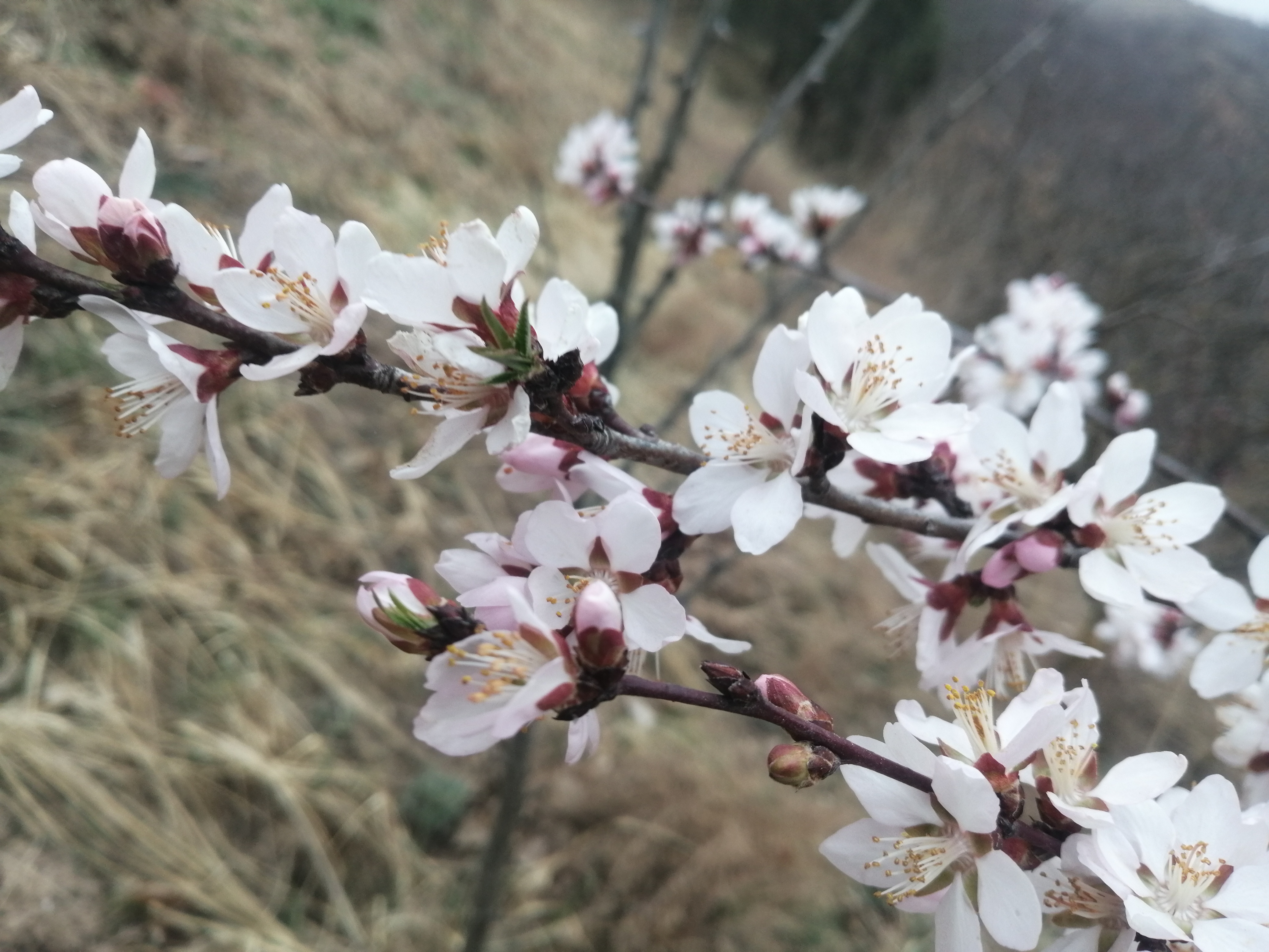 《写在春分时节》桃杏花开满家乡山坡