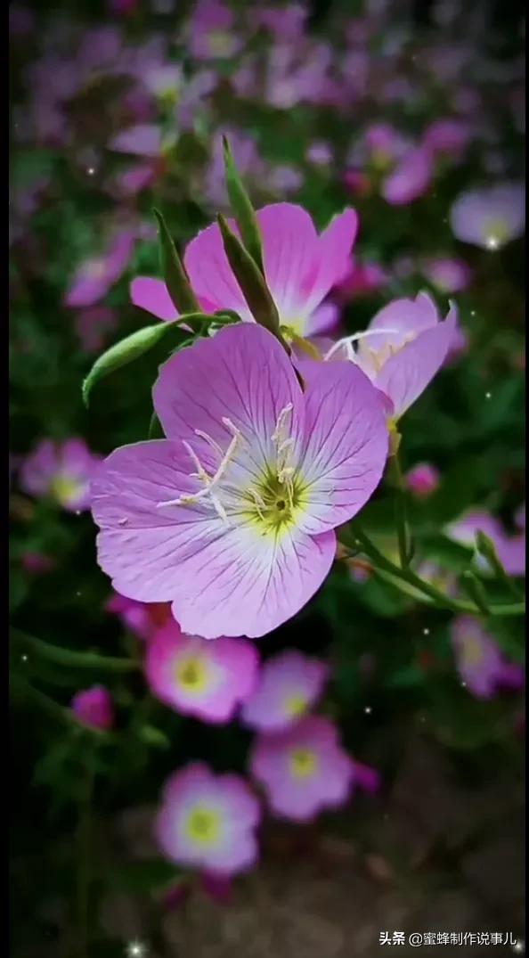 笑看花开好心情，芬芳伴君香四溢