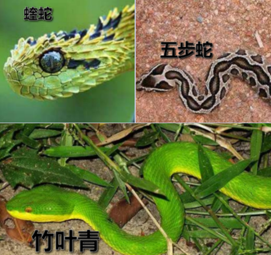 有毒的蛇还怕它