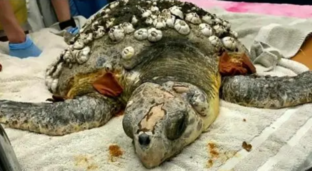 海洋害虫藤壶到底有何特别之处鲸鱼海龟都深受其害