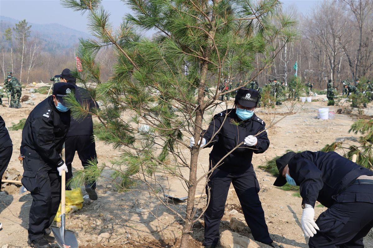 黑龙江省林区公安局海林公安分局积极参加义务植树为大美林区填新绿尽绵薄