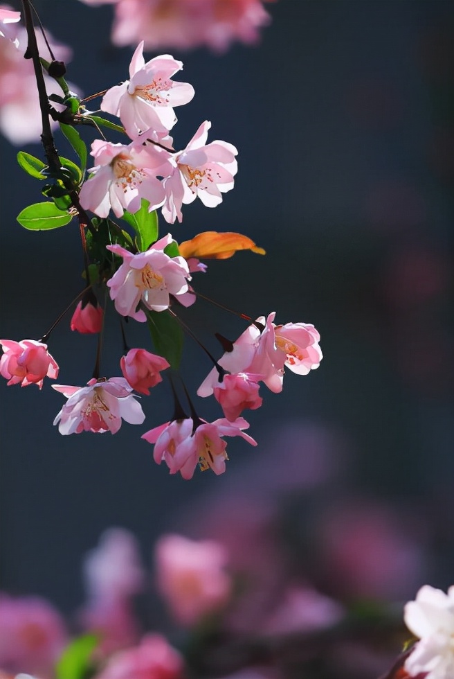 垂丝海棠花语美句图片