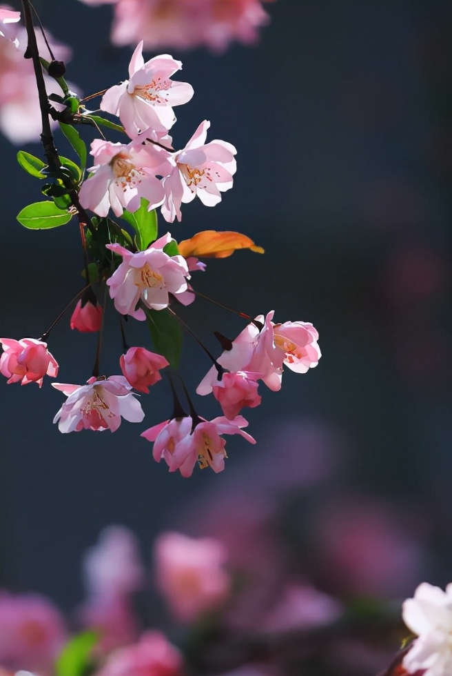 海棠花语(海棠花语录)