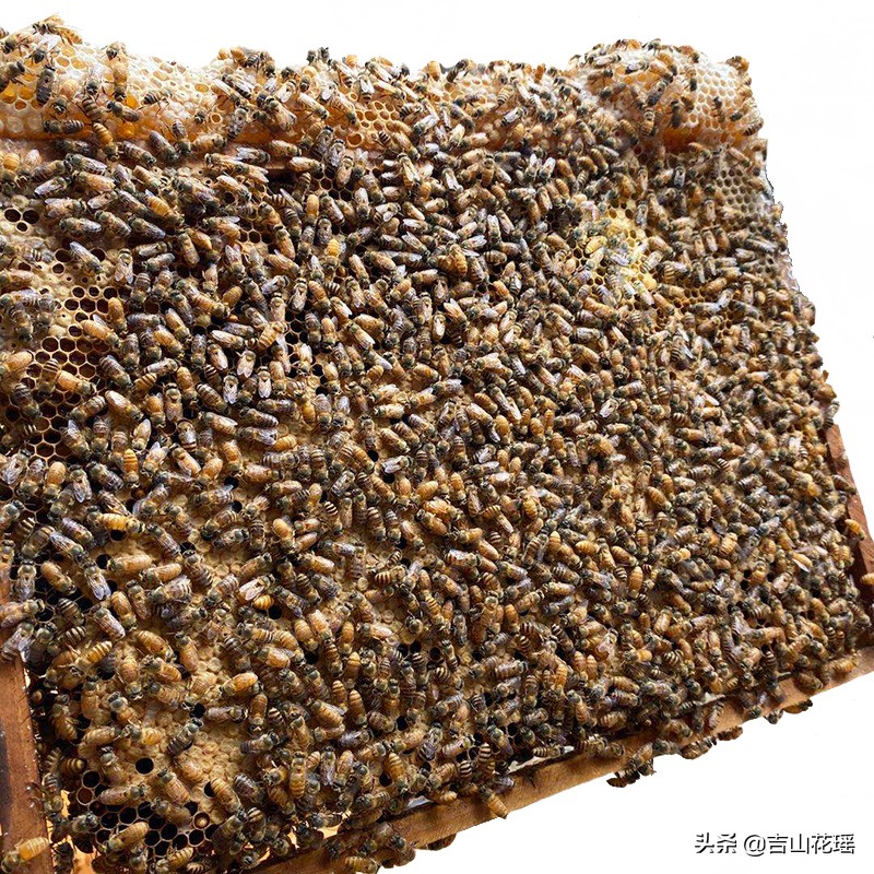 蜜蜂的外形特征和习性