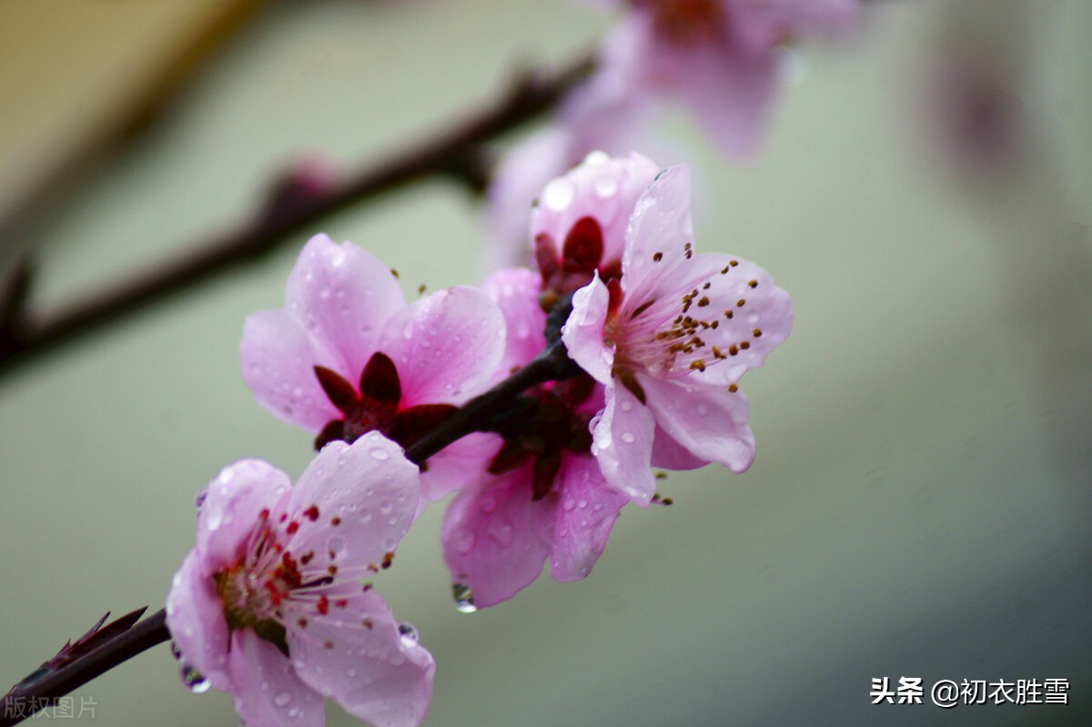 早春春雨美诗五首：隔帘春雨细，莺声细雨中