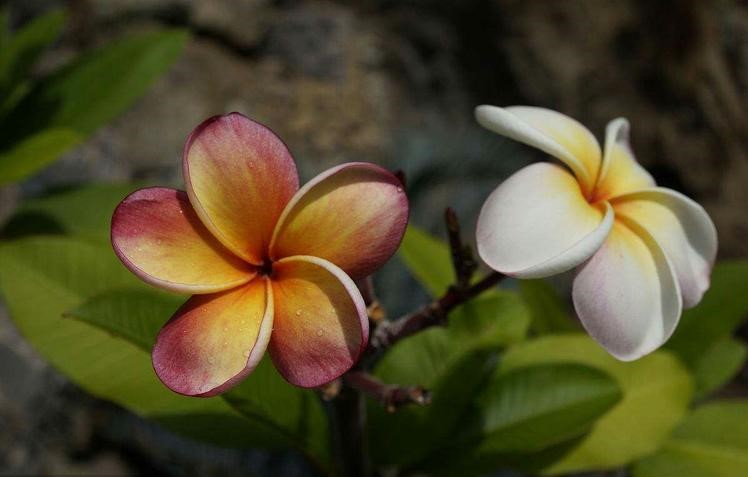 盘点九种既悲伤又虐心的花语的花