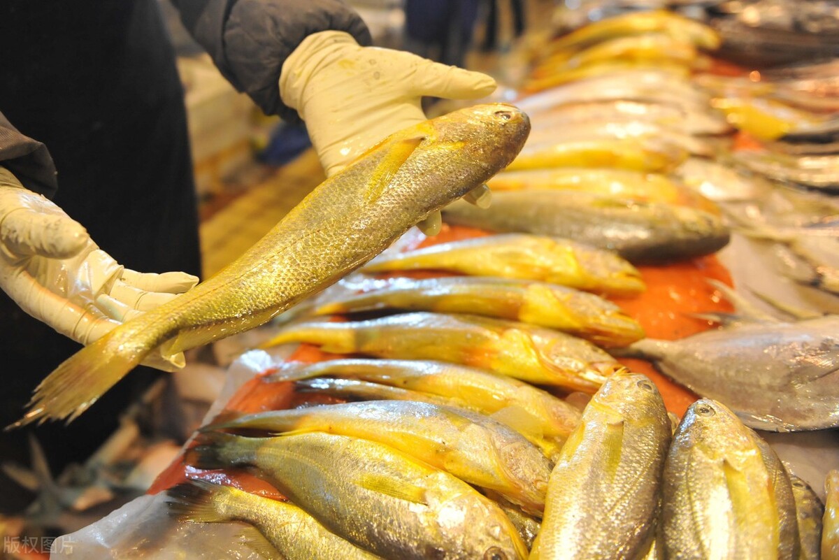 买大黄鱼时,要区分野生和养殖,价格相差几十倍,学会再买不吃亏