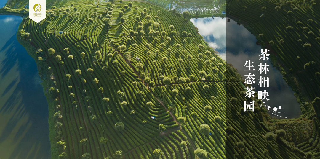 有机茶点亮乡村振兴路——南屏镇整碗村&祖祥茶业&云南农大携手乡村振兴项目签约