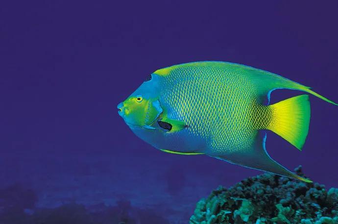 海洋生物图片,海洋生物图片及名称大全-友友