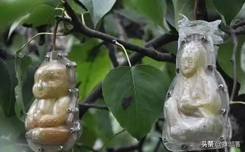 人參果樹苗批發,人參果樹苗批發價格