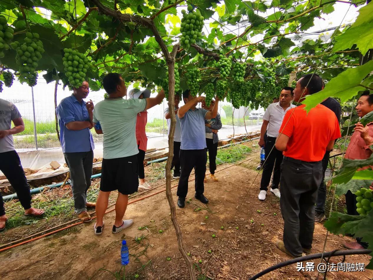 澧县官垸镇：葡萄丰产技术培训助力乡村振兴