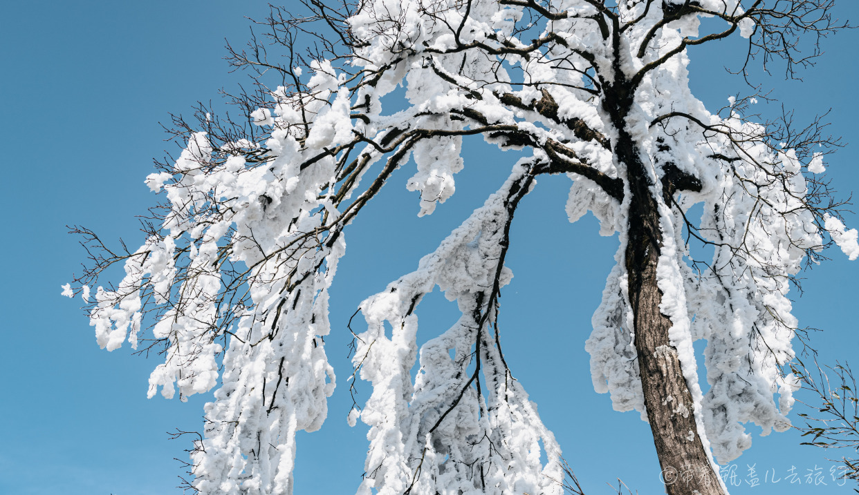 當然是滑雪,賞雪景了!走進金佛山的冰雪世界,第一感覺就會有一種不真