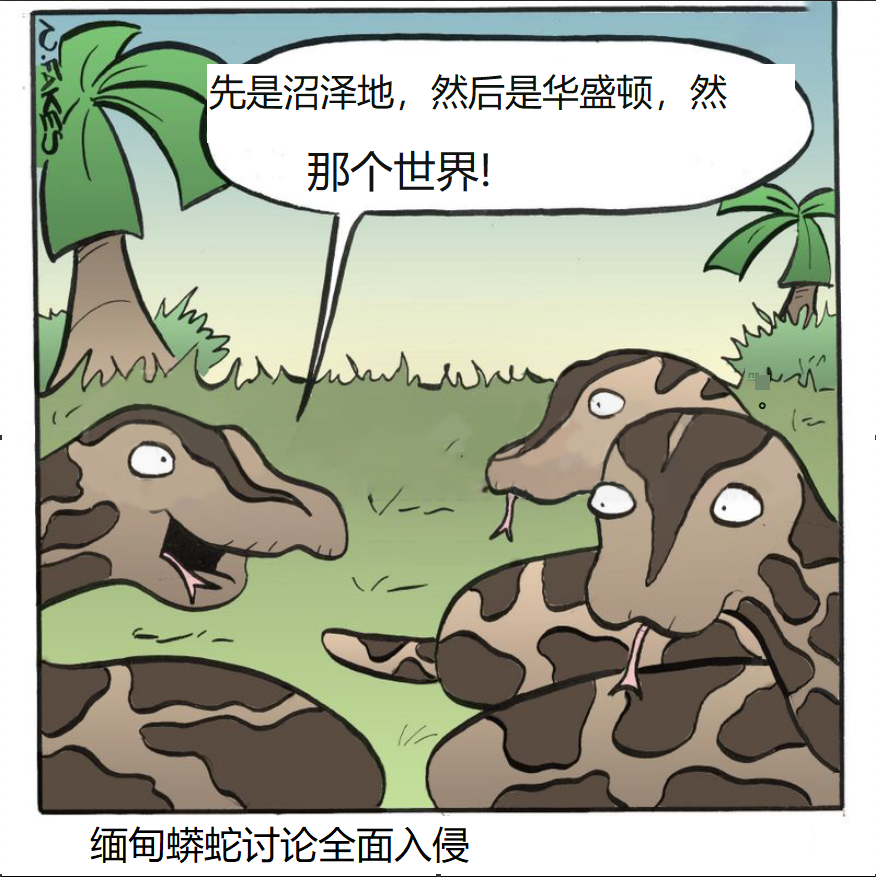 30萬緬甸蟒入侵美國 鳄魚成其狩獵對象 捕殺一條可獲5000美元 天天看點