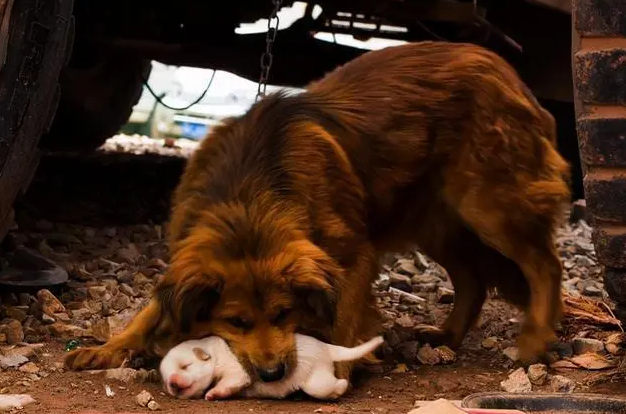 母狗叼着幼崽来找主人，是为了什么？