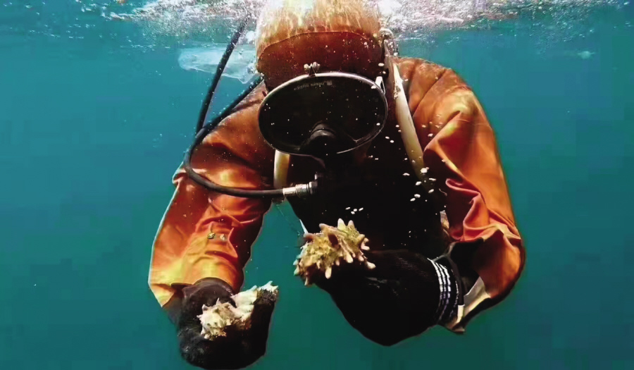 大连海参屡遭冒充！团体标准正在编制，大连海参要有电子身份证