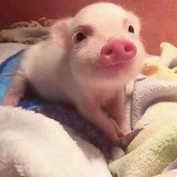 头像：既有内涵有不失幽默的头像