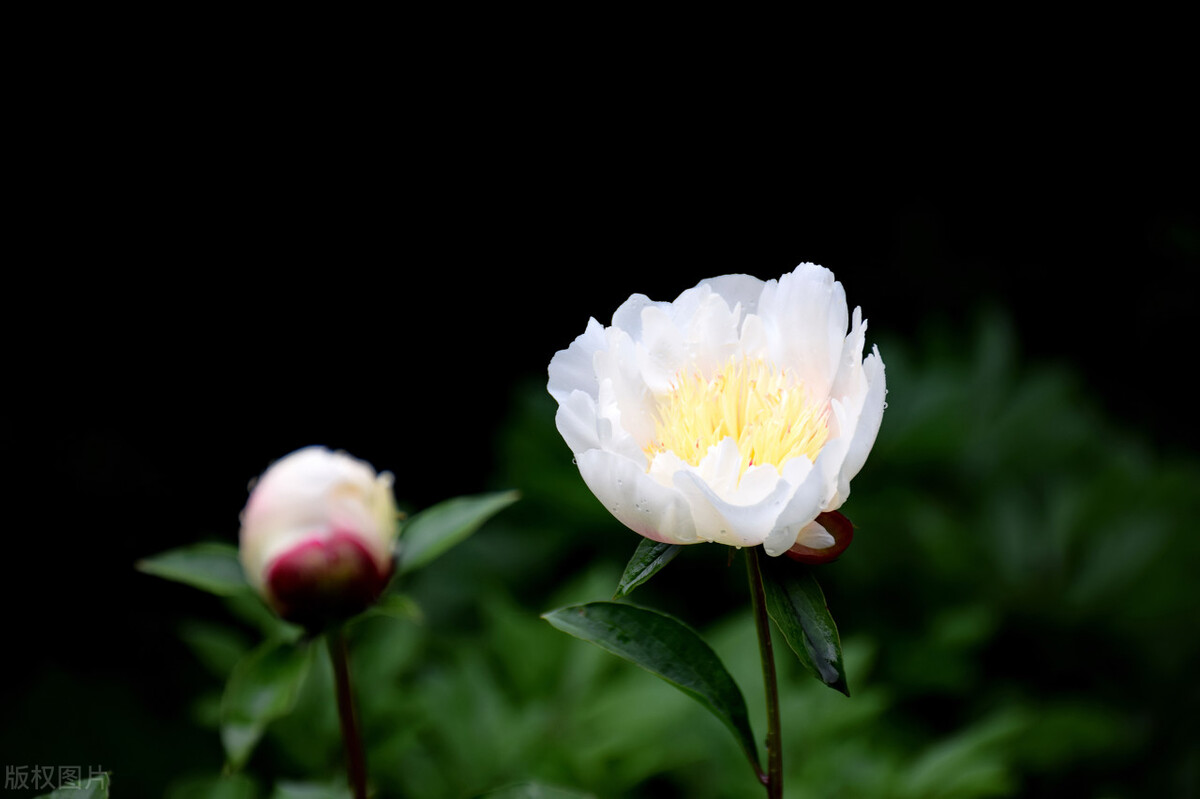 除夕写给最爱的人：想你，念你，一生不变