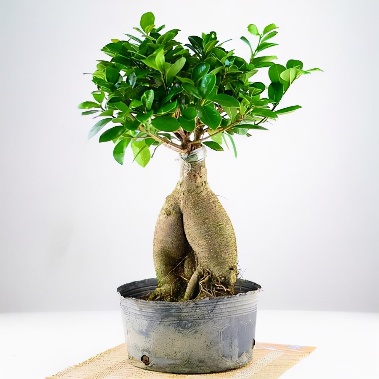 盆景造型奇特,常见的品种有哪些,养护要注意什么?_农业技术网