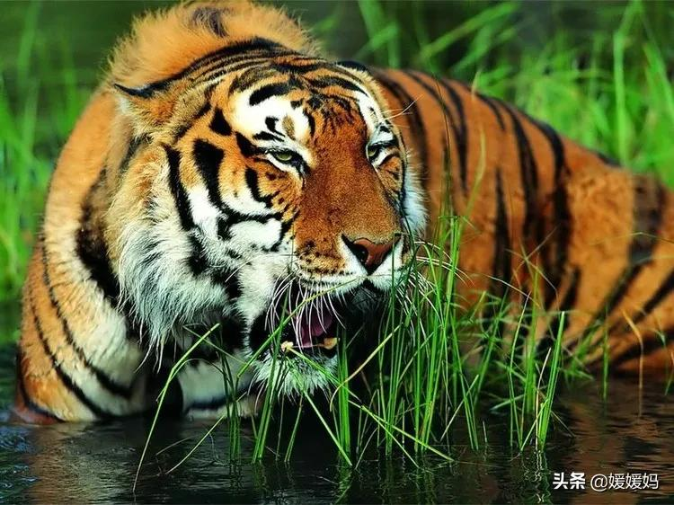 日积月累：飞花令“虎”的诗句100首