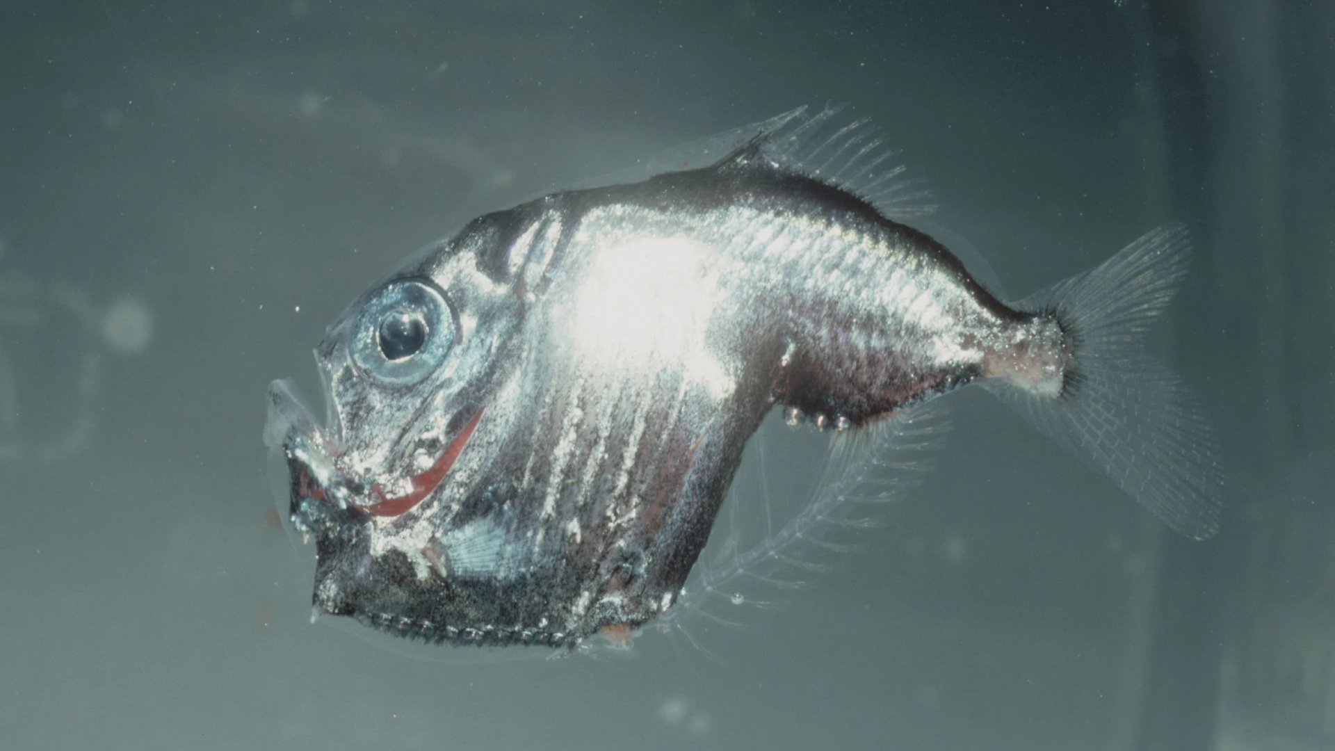 深海龍魚,深海龍魚圖片