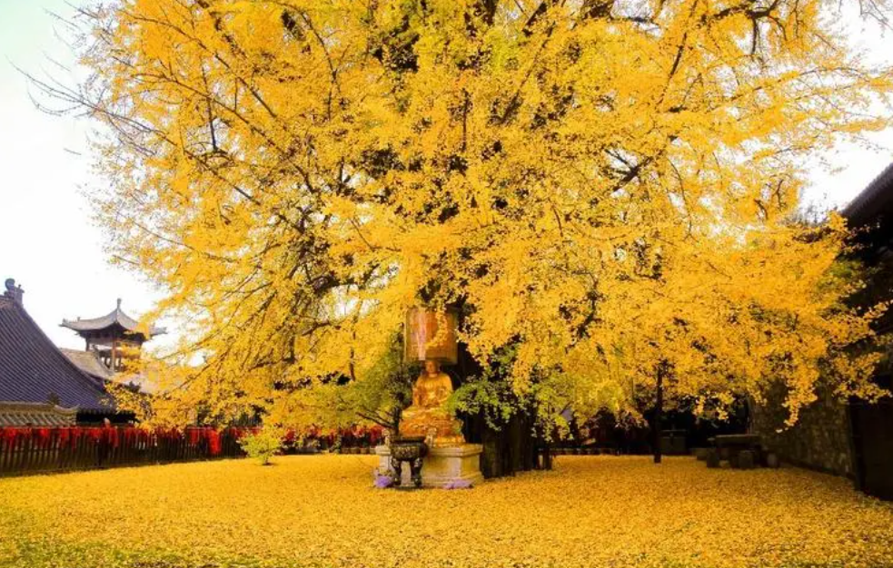 西安旅游攻略 | 这20个免费景点你绝不能错过