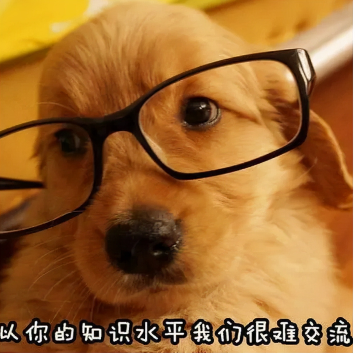 吠叫次数也反映狗智商吗？排名第一的狗果然不一般！
