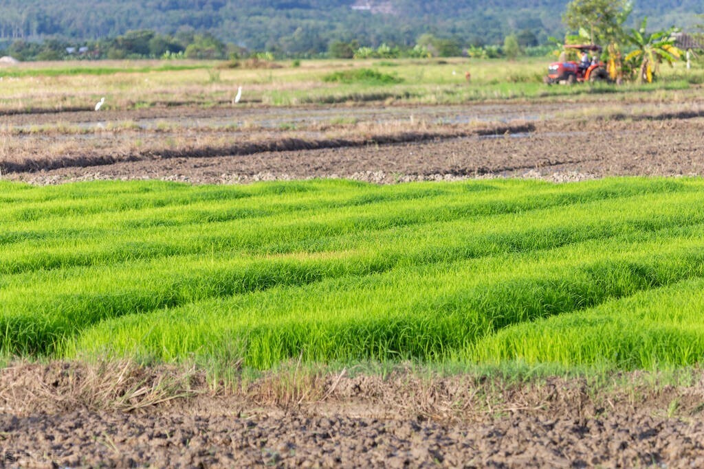 水稻直播的生育特性及栽培对策