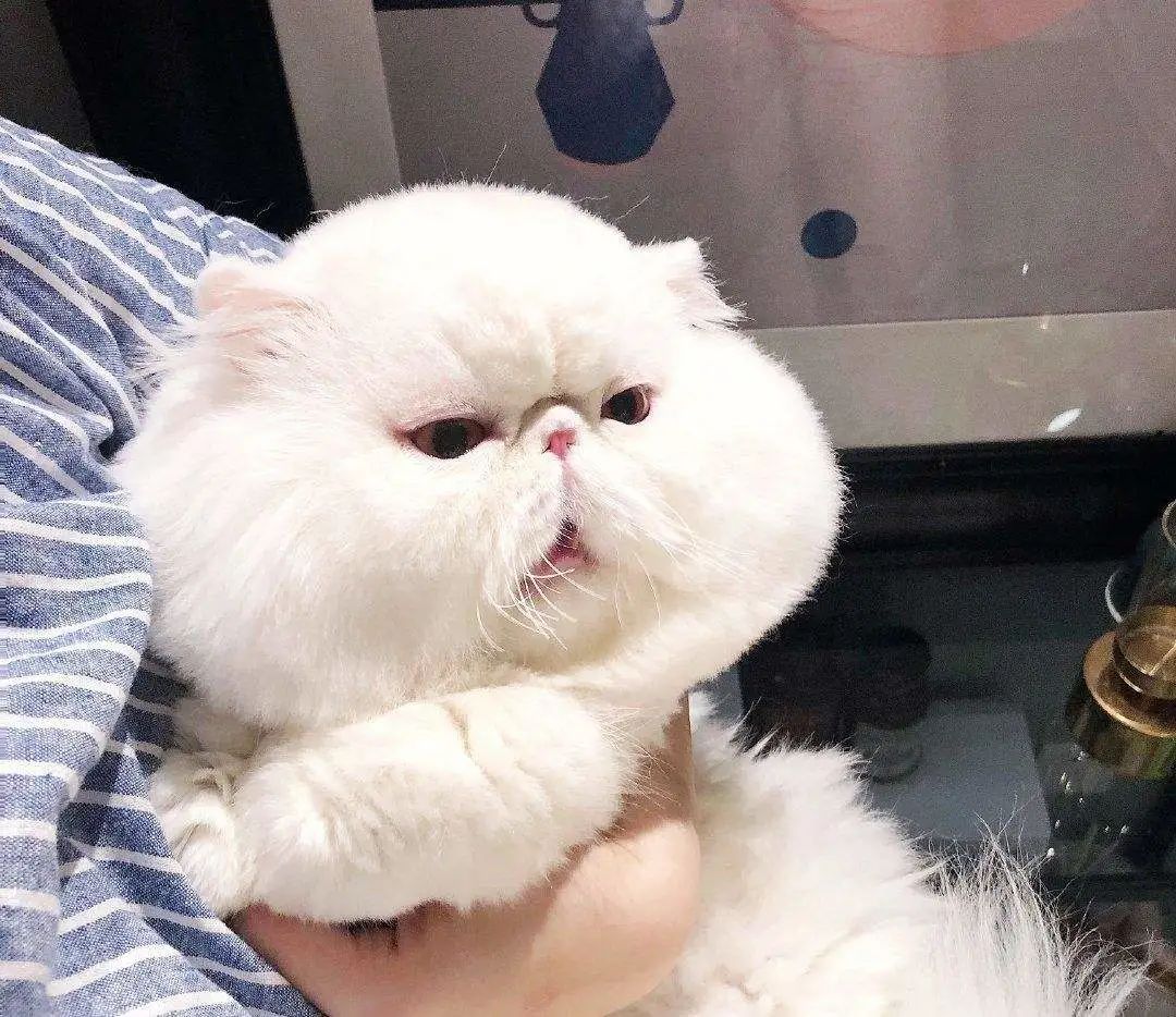 12星座都适合养什么猫？快来围观