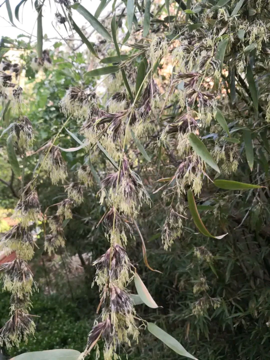 为什么说竹树开花必有大灾竹子为什么能开花