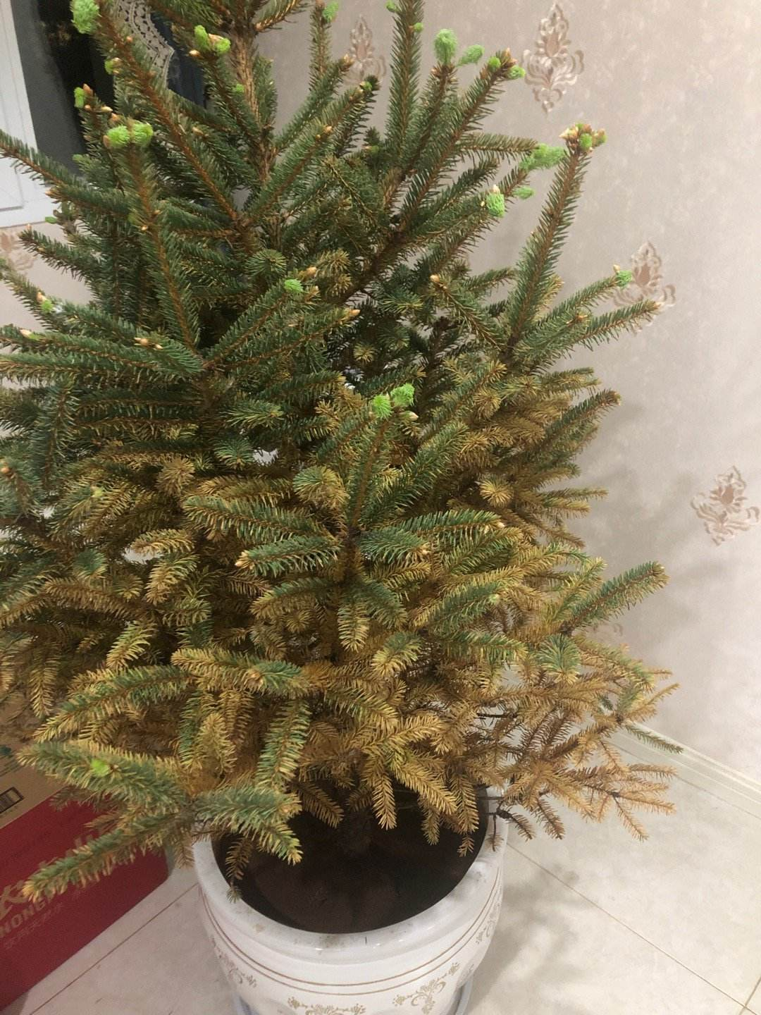 圣誕樹是什么樹,圣誕樹是什么樹做的