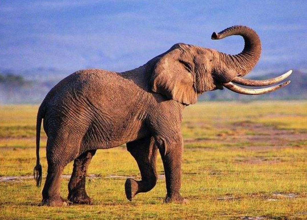 为何古人不敢动"非洲象",却选择捕杀体型更大的"猛犸象"?