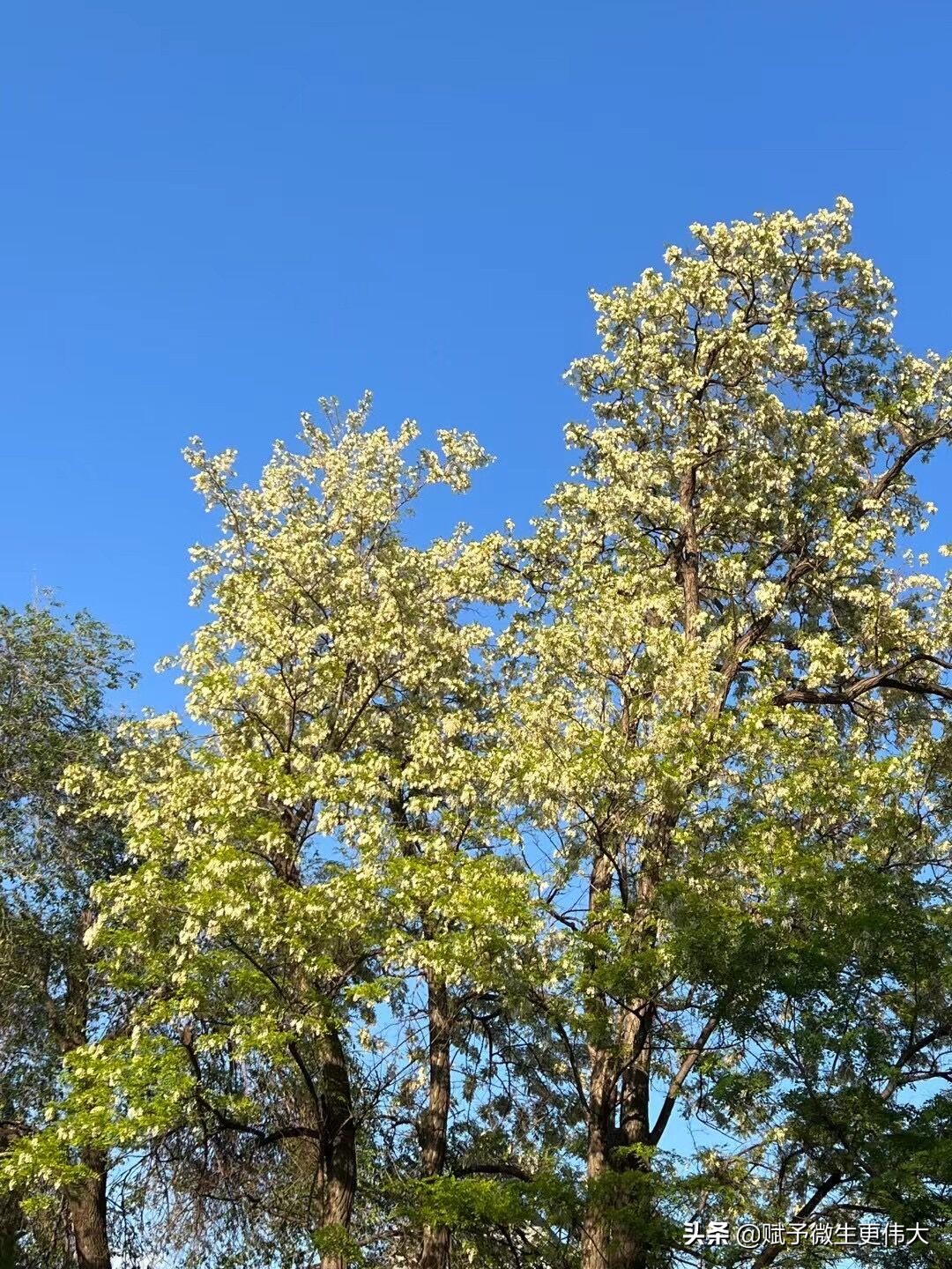 三花白——少忆儿时常采食