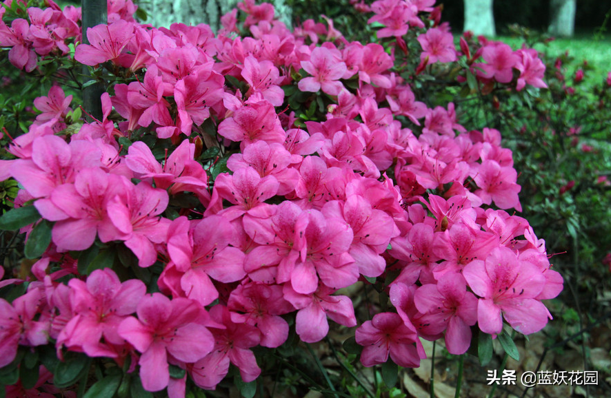 Are rhododendrons really hard to keep? In fact, to do these 6 points well,  raising azaleas is very simple, and the annual flowers bloom in pots -  laitimes