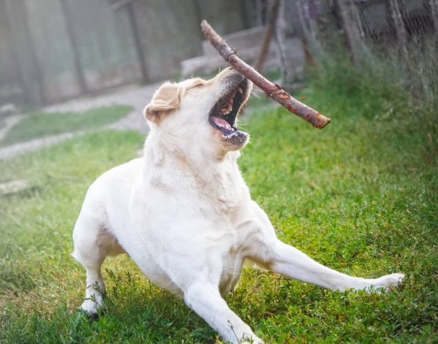 遇到恶犬咬人，打它这里，一击见效