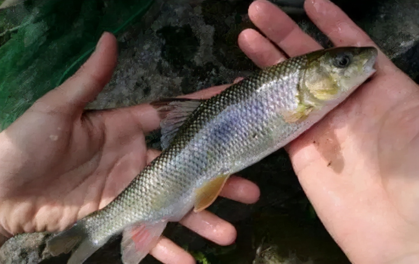 多鱗白甲魚多少錢一斤(湖北一神秘山洞) - 價格百科