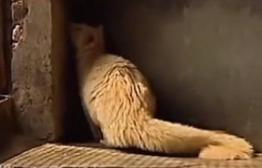 2010年江西老农发现灵猫科动物，似猫似鼠又似兔，专家取名六不像