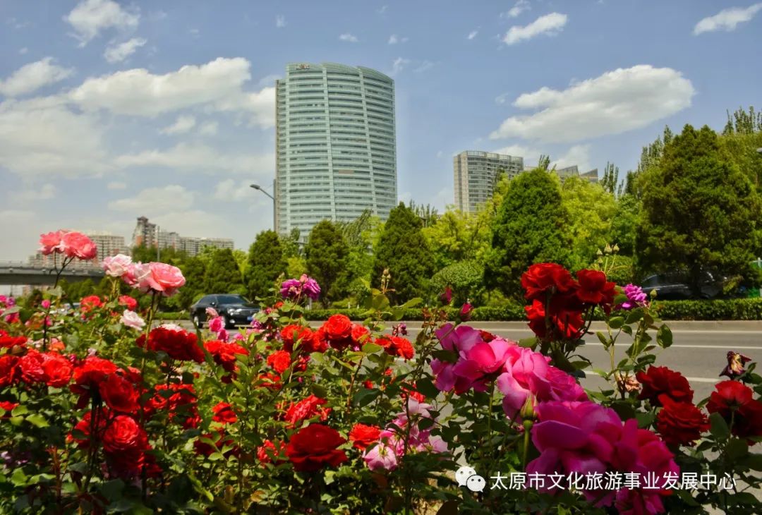 线上展览|“山河春意 锦绣太原——花的世界”主题摄影线上图片展（三）