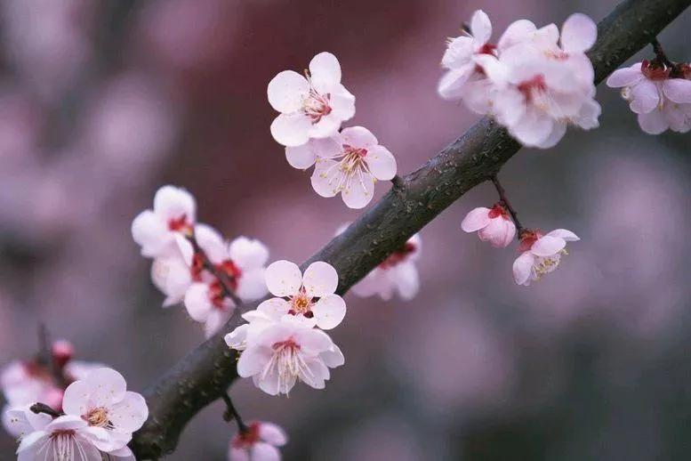 关于花开的唯美句子(春天最走心的精辟句子)