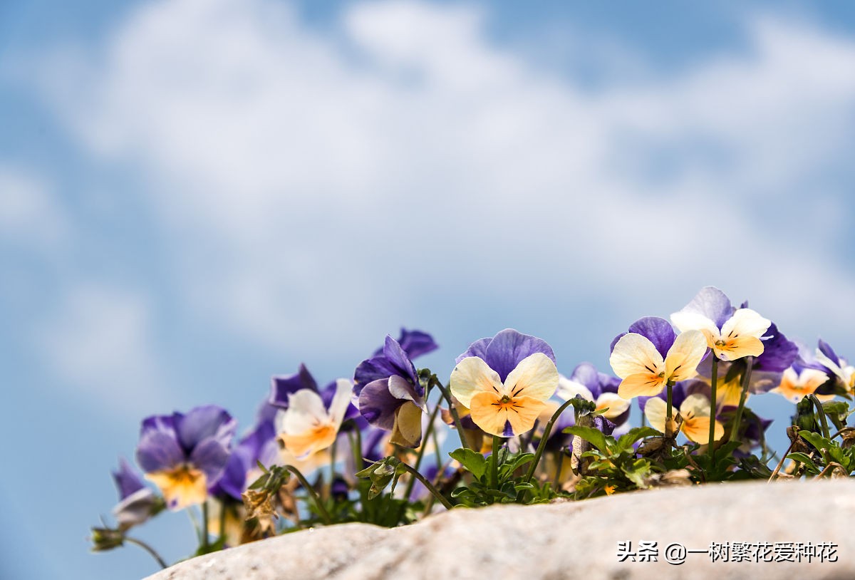 耐寒宿根花卉（两季都适合种的30种宿根花卉）