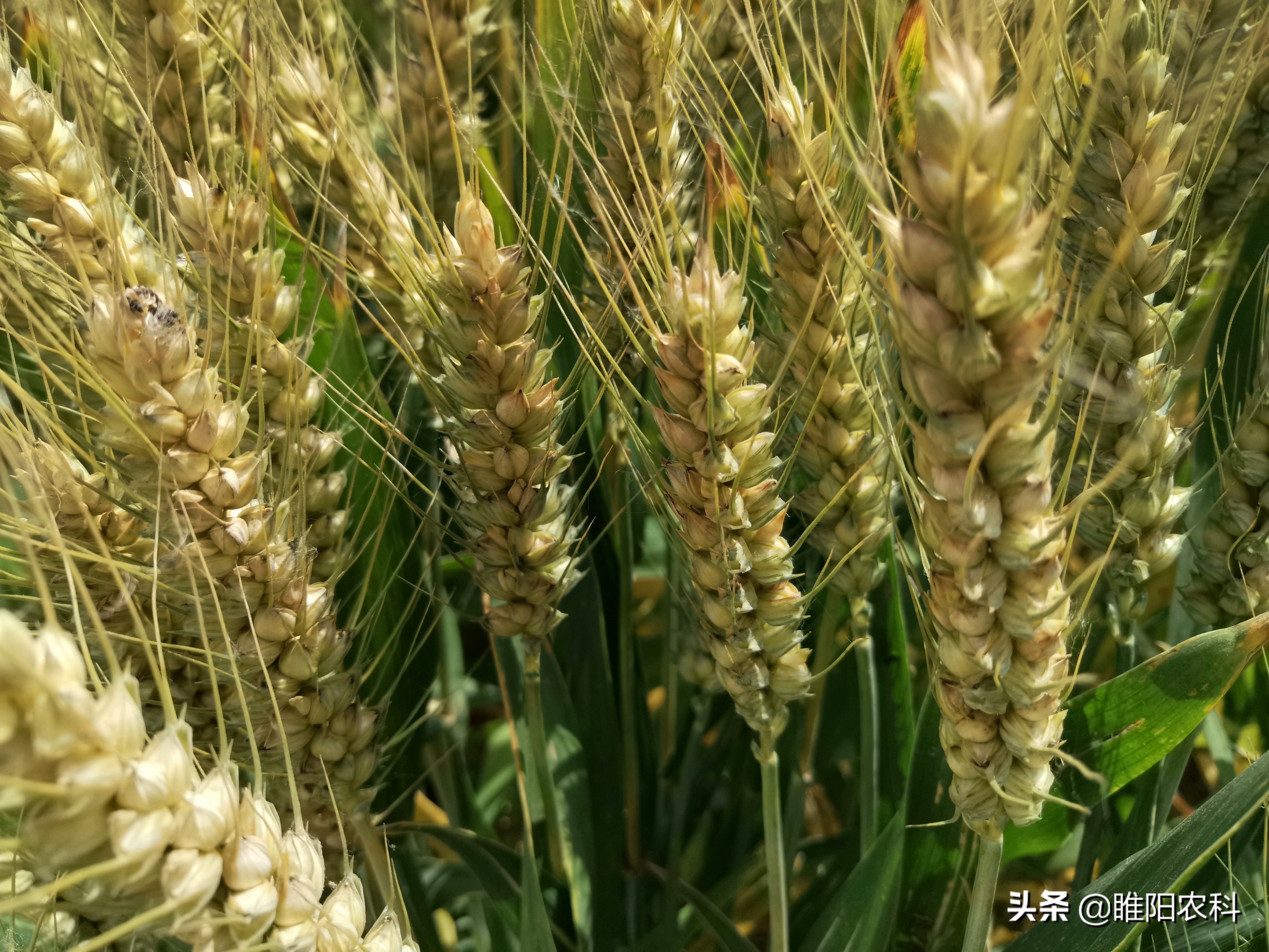 小麦生长中后期，喷施这种全营养叶面肥，籽粒饱满产量高