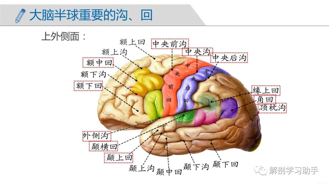 解剖&影像 | 中樞神經系統——端腦