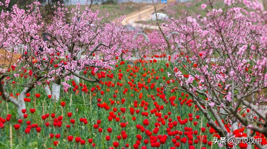 漢中南湖景區(qū)郁金香花開正艷 花海+漢服 4月2日一場視覺盛宴來襲