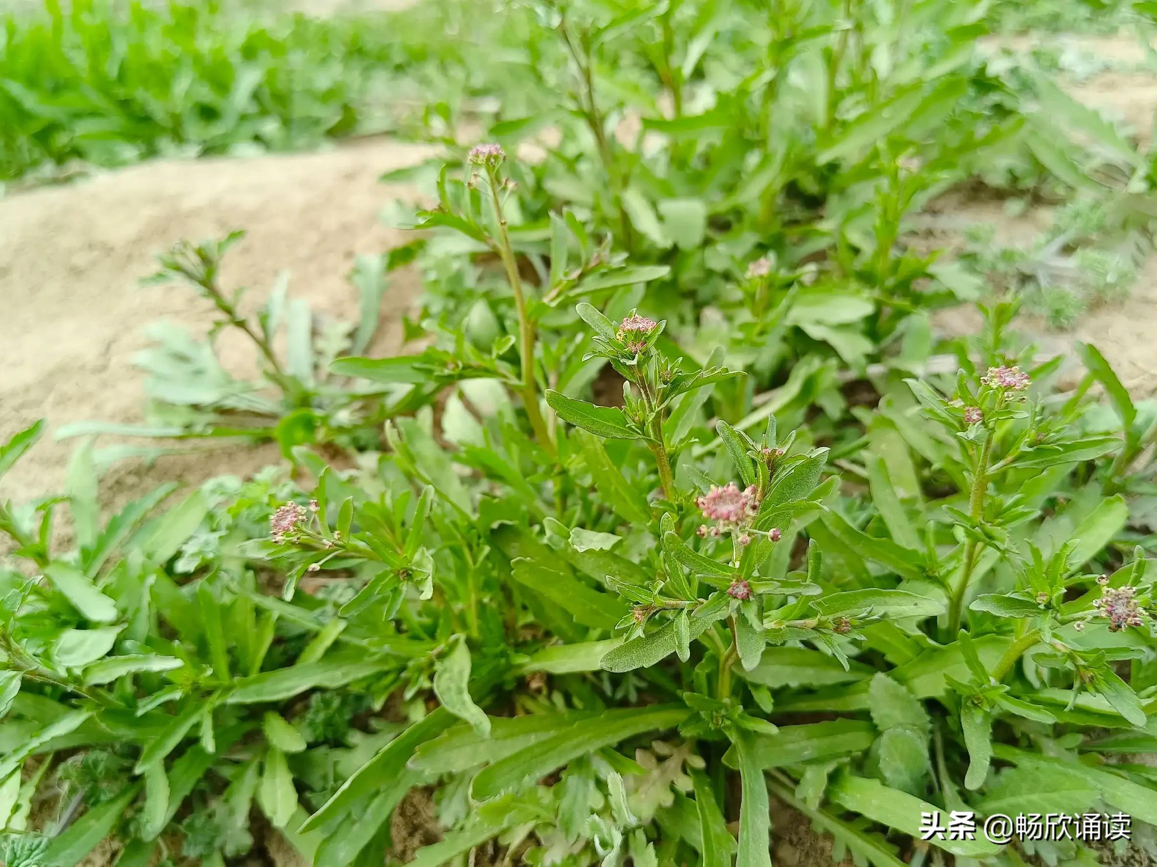 夏至草的作用与功效（春天常见的野菜图鉴）