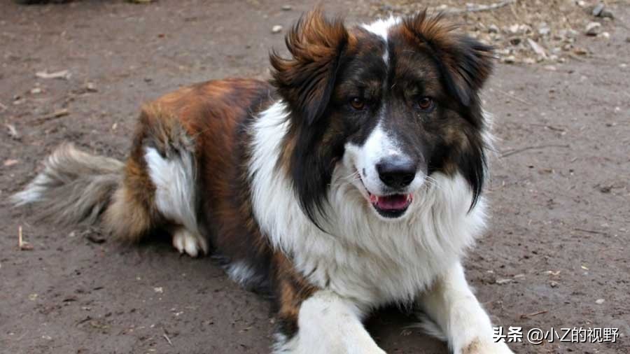 这7种猎犬，都来自非洲大陆，有你们认识的吗？