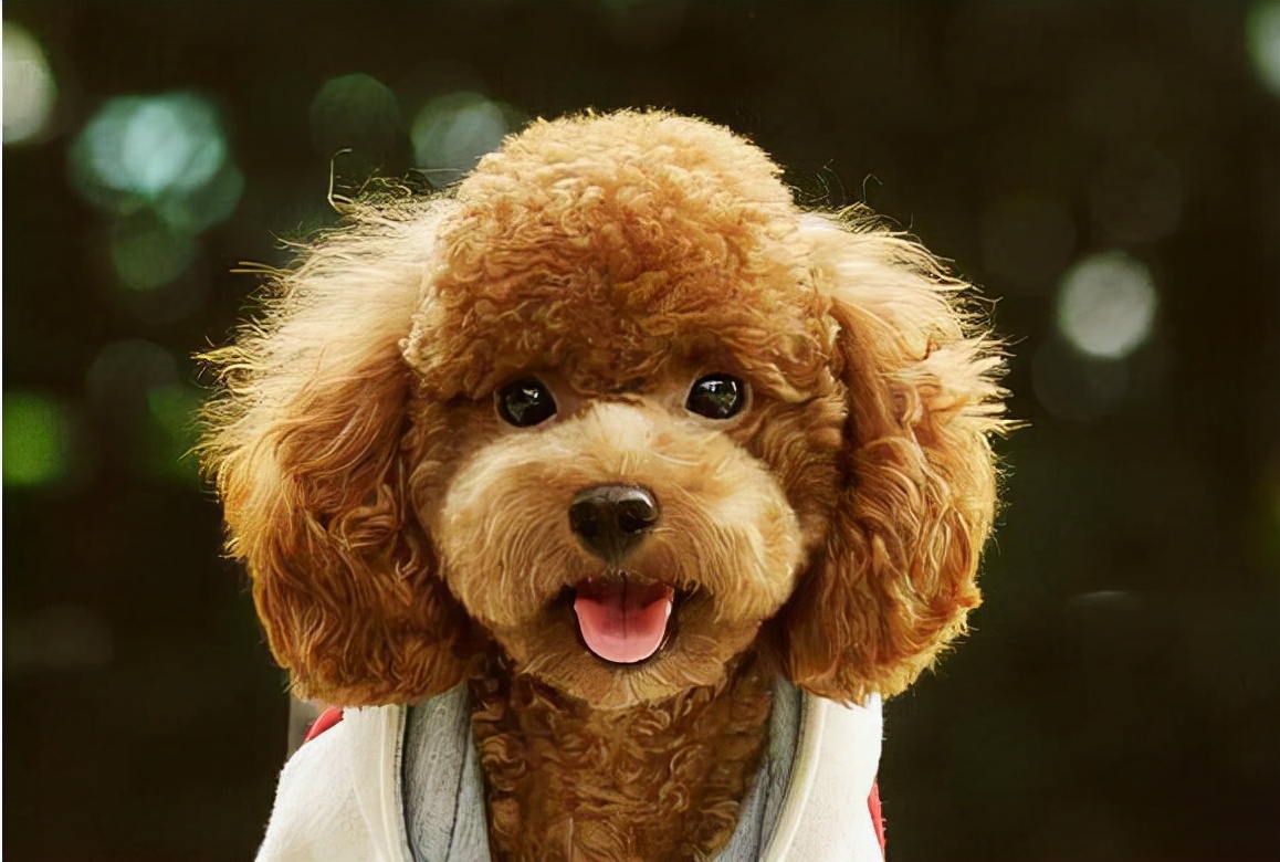 怎么分辨泰迪犬的纯度?看这5点就知道