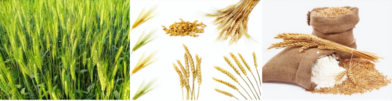 “麦子”和“麦冬”有啥关系？